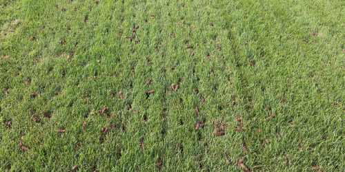 Lawn Care, Lawn Aeration, Aeration Service, Free Estimate Lawn Care, Lawn Aeration, Aeration Service, Free Estimate